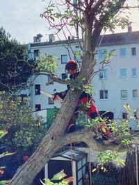 Baumpflege in Berlin mit Fassadenfreischnitt und Eink&uuml;rzungen f&uuml;r mehr Verkehrssicherheit