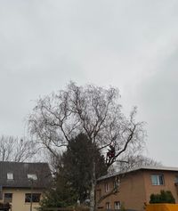 Baumpflege in Berlin f&uuml;r Verkehrssicherheit