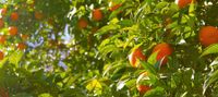 Obstbaum- und Heckenschnitt in Berlin mit Pflege des Baumes und Behandlung von Baumkrankheiten